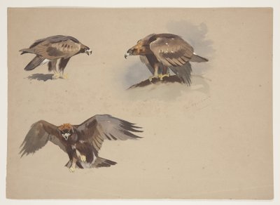 Tres pequeños bocetos de un águila real, c.1915 de Archibald Thorburn