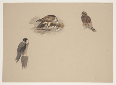 Tres pequeñas viñetas de halcón peregrino y 2 otras aves de presa, c.1915 de Archibald Thorburn
