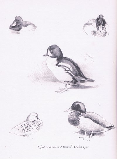 Patos copetudos, ánades reales, porrón osculado, 1938 de Archibald Thorburn