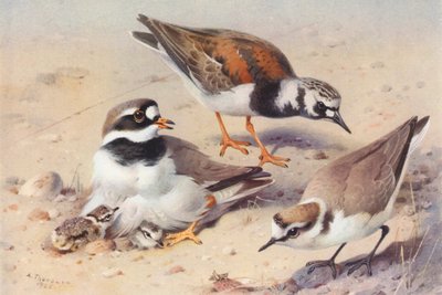 Vuelvepiedras (verano), chorlitejo grande, chorlitejo patinegro (litografía en color) de Archibald Thorburn
