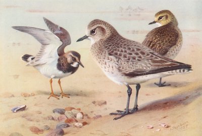 Vuelvepiedras (invierno), Chorlito gris (invierno), Chorlito dorado (invierno) (litografía en color) de Archibald Thorburn