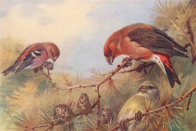 Piquituerto de dos barras, Piquituerto (macho y hembra) (litografía en color) de Archibald Thorburn