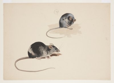 Dos estudios de rata negra, c.1915 de Archibald Thorburn