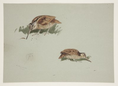 Dos viñetas de becada, c.1915 de Archibald Thorburn
