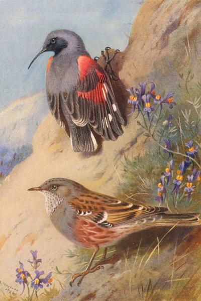 Arrastrador de pared, Acentuador alpino (litografía en color) de Archibald Thorburn