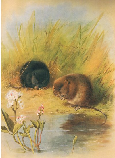 Rata de agua, de los mamíferos de Thorburn publicado por Longmans and Co, c. 1920 de Archibald Thorburn