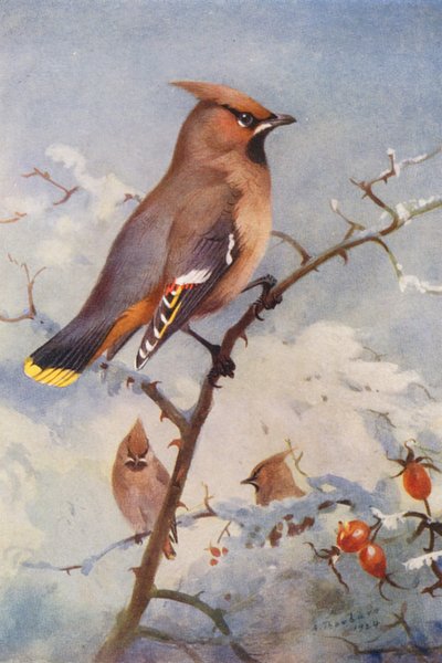 Waxwing (litografía en color) de Archibald Thorburn