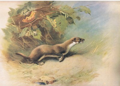 Comadreja, de los mamíferos de Thorburn publicado por Longmans and Co, c. 1920 de Archibald Thorburn