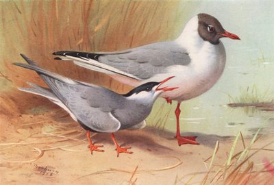 Charrán patinegro, Gaviota reidora (verano) (litografía en color) de Archibald Thorburn