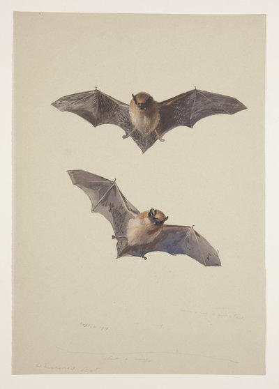 Murciélago bigotudo, c.1915 de Archibald Thorburn