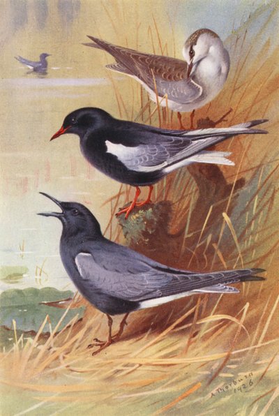 Charrán patinegro (adulto y joven), Charrán patinegro (litografía en color) de Archibald Thorburn