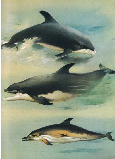 Delfín de pico blanco, delfín nariz de botella y delfín común, de los mamíferos de Thorburn publicado por Longmans and Co, c. 1920 de Archibald Thorburn