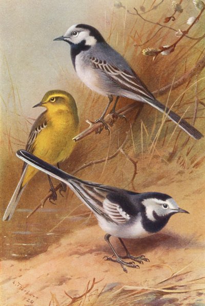 Lavandera blanca, Lavandera amarilla, Lavandera blanca (litografía en color) de Archibald Thorburn