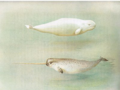 Ballena blanca y narval, de los mamíferos de Thorburn publicado por Longmans and Co, c. 1920 de Archibald Thorburn