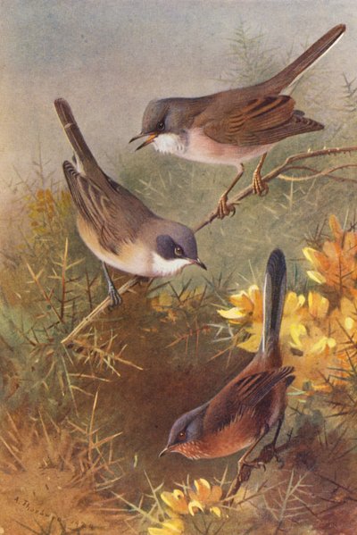 Curruca rabilarga, Curruca zarcera, Curruca rabilarga (litografía en color) de Archibald Thorburn