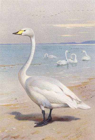 Cisne cantor (litografía en color) de Archibald Thorburn
