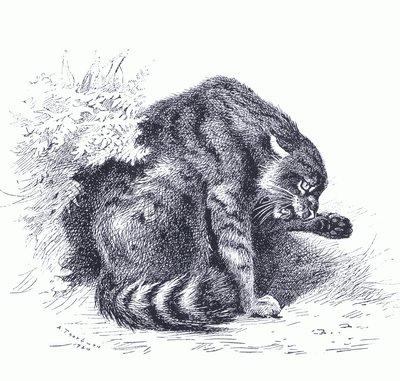 Gato salvaje, de los Mamíferos de Thorburn publicado por Longmans y Co, c. 1920 de Archibald Thorburn