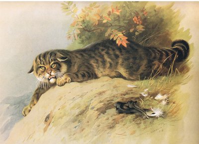 Gato montés, de Mamíferos de Thorburn publicado por Longmans and Co, c. 1920 de Archibald Thorburn