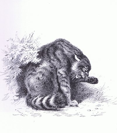 Gato montés, pub. por Book Club Associates de Archibald Thorburn
