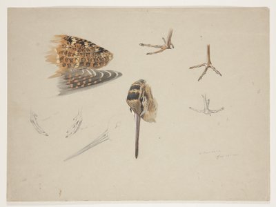 Pico, patas y ala de becada, c.1915 de Archibald Thorburn