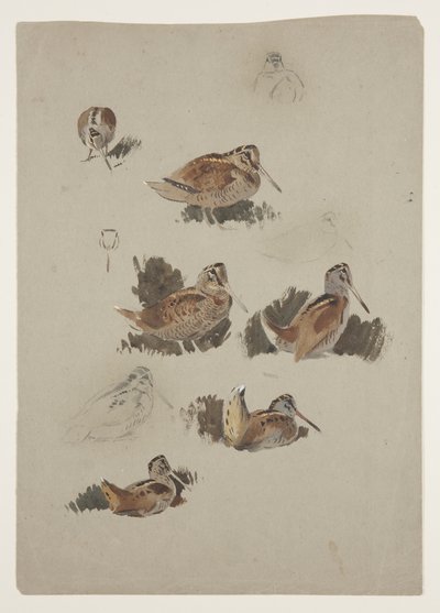 Becada, c.1915 de Archibald Thorburn