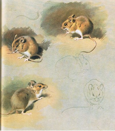 Ratón de Campo, pub. por Book Club Associates, 1972 de Archibald Thorburn