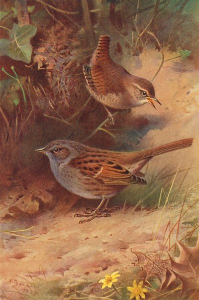 Wren, Hedge-Sparrow (litografía en color) de Archibald Thorburn