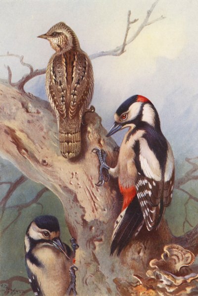 Torcecuello, Pico picapinos (macho y hembra) (litografía en color) de Archibald Thorburn