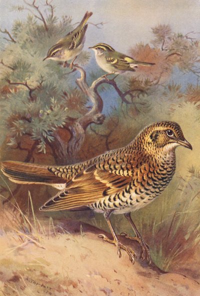 Curruca rabilarga, Carricero palustre, Zorzal aliblanco (litografía en color) de Archibald Thorburn