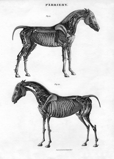 Anatomía de un caballo de Archibald Webb