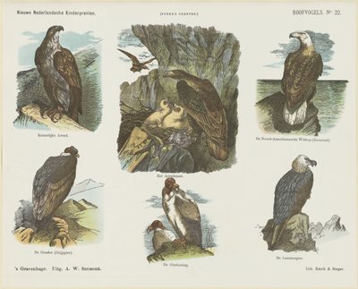 Aves de rapiña (título en el objeto)
Nuevos grabados infantiles holandeses (título de la serie en el objeto)
Grabados de Funke (título de la serie en el objeto) de Arie Willem Segboer