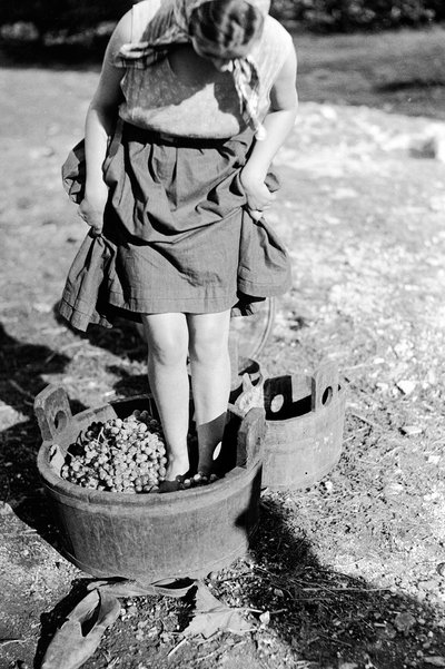 Pisado de uvas en una cuba, Italia de Armando Bruni