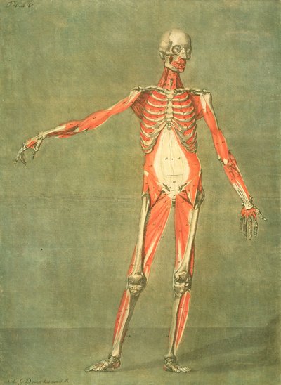 Sistema muscular profundo del frente del cuerpo, lámina 5 de un curso completo de anatomía con texto de Jadelot, grabado por el artista, publicado en 1773 de Arnauld Eloi Gautier D