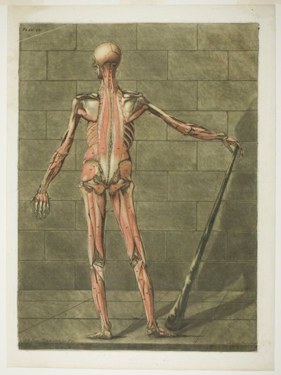 Vista posterior de Muscle Man, lámina nueve de Complete Anatomy Course de Arnauld Eloi Gautier D