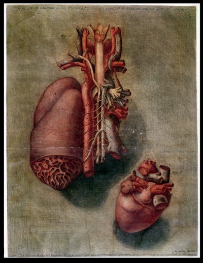 El Corazón, lámina de 