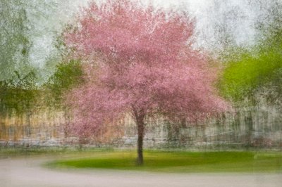 Árbol primaveral rosa difuminado de Arne Östlund