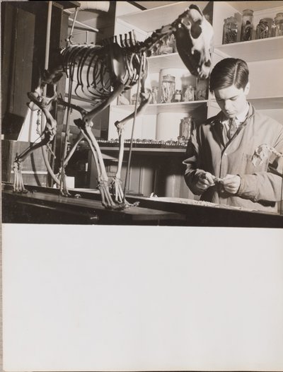[Joven de pie junto a un esqueleto de animal] de Arnold Eagle