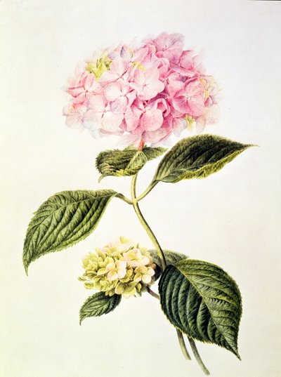 Hortensia Hydrangea de Arnoldus Bloemers