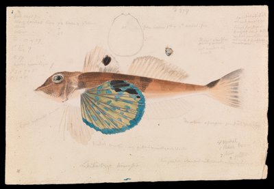 Gurnard Mariposa, Lepidotrigla vanessa de Arthur Bartholomew