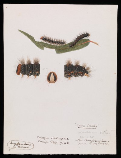 Oruga, Epicoma contristis, Teara tristis de Arthur Bartholomew