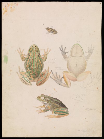 Rana de Pasto Gruñona, Litoria raniformis de Arthur Bartholomew