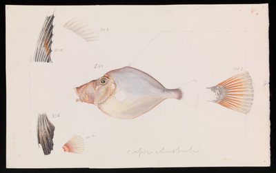 Dorado Plateado, Cyttus australis de Arthur Bartholomew