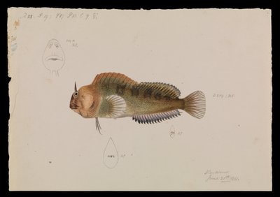 Blénido de Tasmania, Parablennius tasmanianus de Arthur Bartholomew