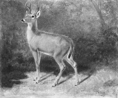 Boceto de ciervo de la naturaleza, ca. 1882 de Arthur Fitzwilliam Tait