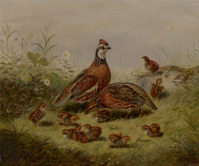 Codorniz y Joven de Arthur Fitzwilliam Tait