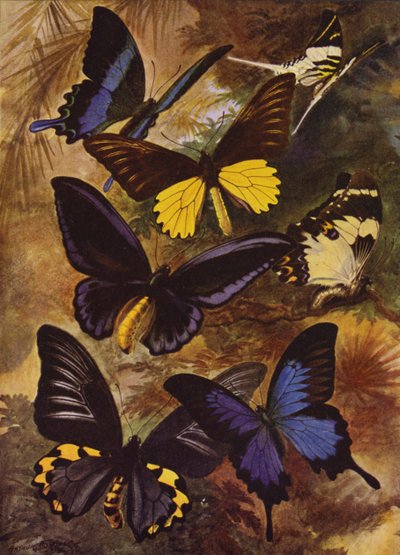 Hermosas mariposas: mariposas negras y doradas de las Indias Orientales de Arthur Twidle