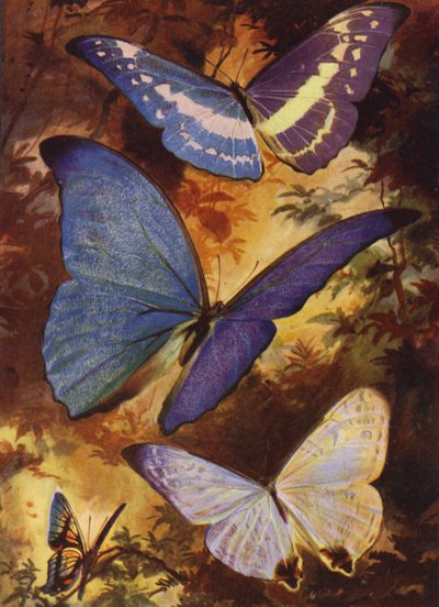 Hermosas mariposas: Morfos brillantes, etc., de Sudamérica de Arthur Twidle