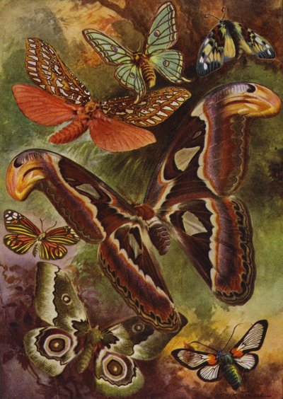 Hermosas mariposas: el Gran Atlas y varias polillas de Arthur Twidle