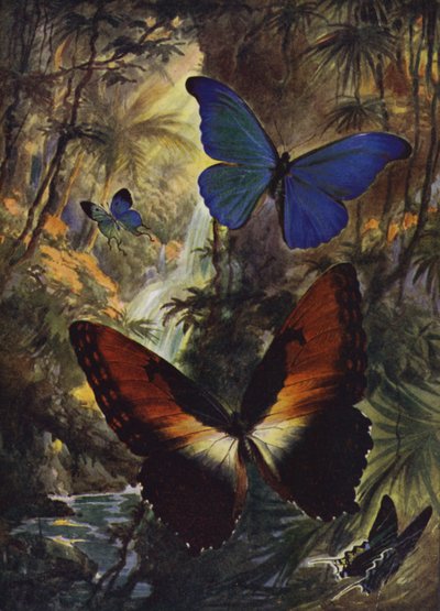 Hermosas mariposas: Los dos mejores morphos de Arthur Twidle