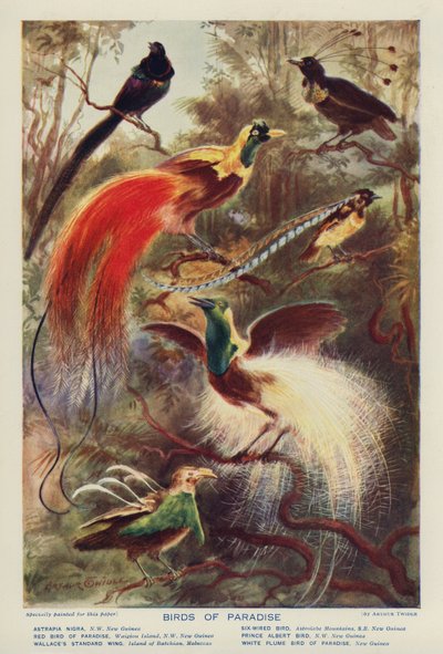 Aves del Paraíso (litografía en color) de Arthur Twidle